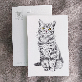 明信片-虎斑貓