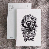 明信片-黃金獵犬02