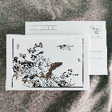 明信片-雀